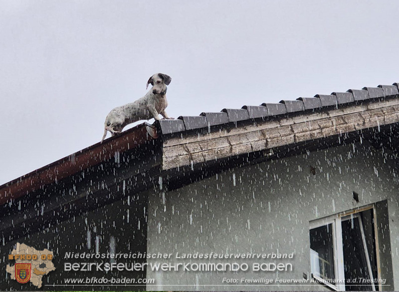 20250726_Feuerwehr rettet Hund von Dach einer Wohnhausanlage in Altenmarkt a.d.Triesting Foto: FF Altenmarkt/Triesting 20250726_Feuerwehr rettet Hund von Dach einer Wohnhausanlage in Altenmarkt a.d.Triesting Foto: FF Altenmarkt/Triesting