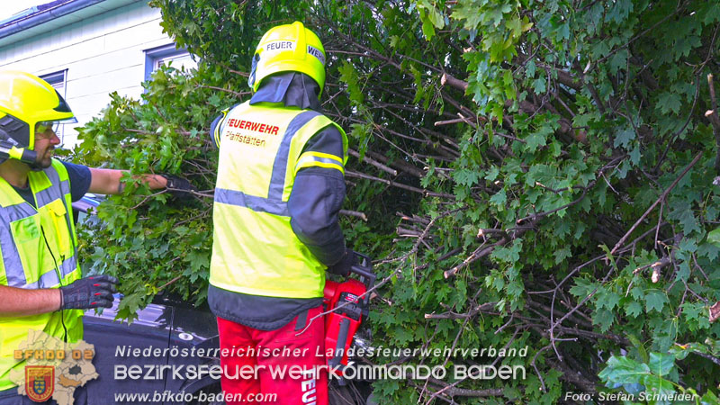 20250822_Pkw Lenkerin prallt im Ortsgebiet frontal gegen Baum Foto: Stefan Schneider BFKDO BADEN 20250822_Pkw Lenkerin prallt im Ortsgebiet frontal gegen Baum Foto: Stefan Schneider BFKDO BADEN