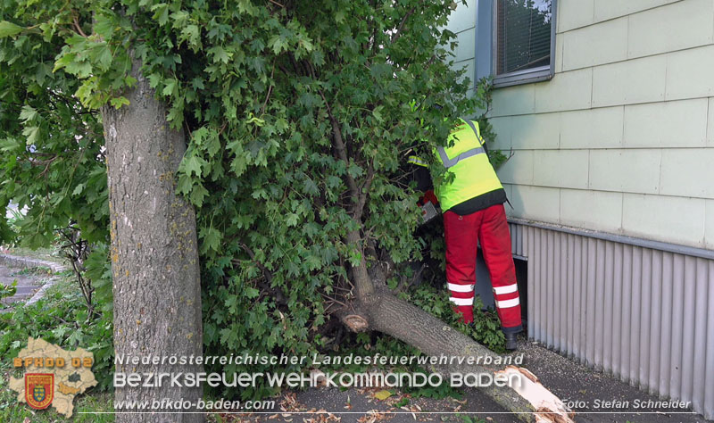 20250822_Pkw Lenkerin prallt im Ortsgebiet frontal gegen Baum Foto: Stefan Schneider BFKDO BADEN 20250822_Pkw Lenkerin prallt im Ortsgebiet frontal gegen Baum Foto: Stefan Schneider BFKDO BADEN