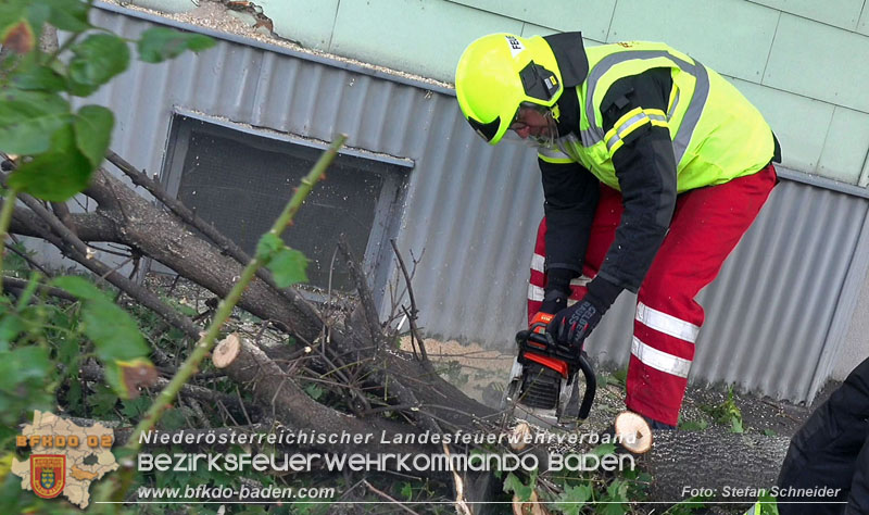 20250822_Pkw Lenkerin prallt im Ortsgebiet frontal gegen Baum Foto: Stefan Schneider BFKDO BADEN 20250822_Pkw Lenkerin prallt im Ortsgebiet frontal gegen Baum Foto: Stefan Schneider BFKDO BADEN