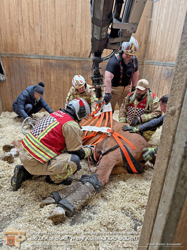 20251004_Pferd benötigt am "Welttierschutztag" die Hilfe der Feuerwehr Ebreichsdorf Foto: Stefan Schneider BFKDO BADEN 20251004_Pferd benötigt am "Welttierschutztag" die Hilfe der Feuerwehr Ebreichsdorf Foto: Stefan Schneider BFKDO BADEN