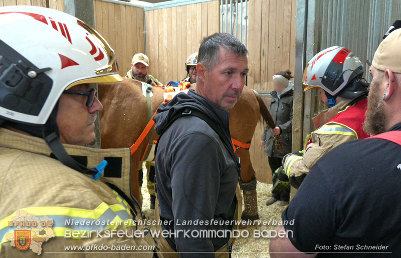 20251004_Pferd benötigt am "Welttierschutztag" die Hilfe der Feuerwehr Ebreichsdorf Foto: Stefan Schneider BFKDO BADEN 20251004_Pferd benötigt am "Welttierschutztag" die Hilfe der Feuerwehr Ebreichsdorf Foto: Stefan Schneider BFKDO BADEN