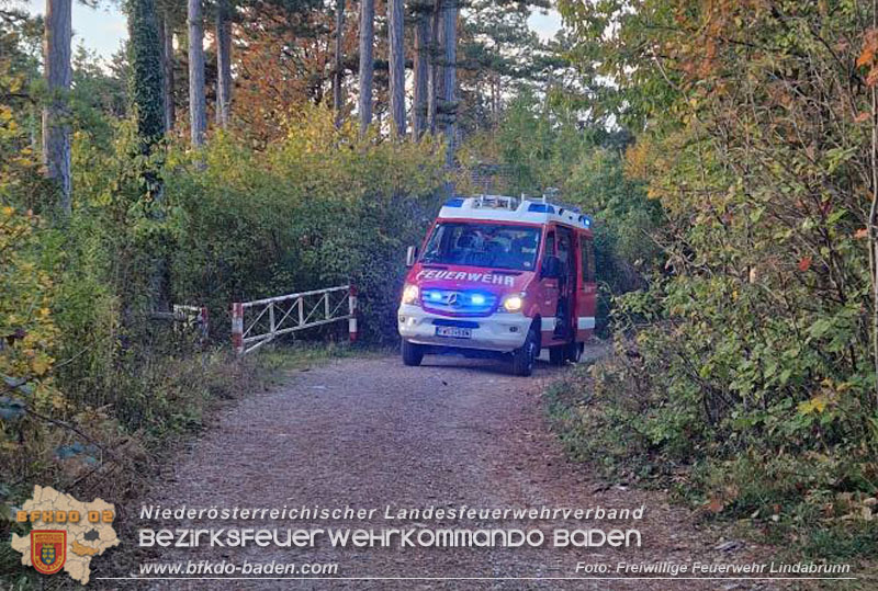 20251026_Kater "Minka" in Not Foto: FF Lindabrunn 20251026_Kater "Minka" in Not Foto: FF Lindabrunn