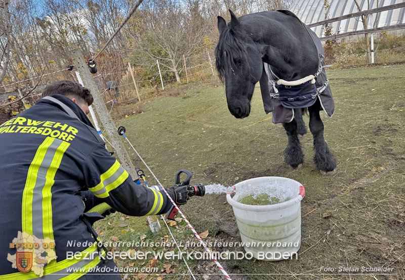 20251118_Notwasserversorgung für Pferde eines Reitstalls in Oberwaltersdorf   Foto: Stefan  Schneider BFKDO BADEN