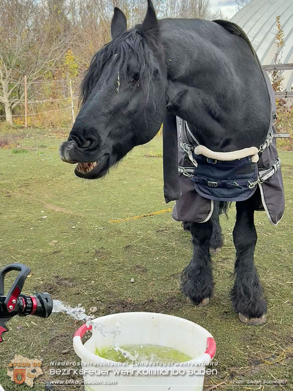 20251118_Notwasserversorgung für Pferde eines Reitstalls in Oberwaltersdorf Foto: Stefan Schneider BFKDO BADEN 20251118_Notwasserversorgung für Pferde eines Reitstalls in Oberwaltersdorf Foto: Stefan Schneider BFKDO BADEN