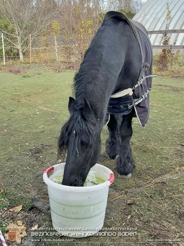 20251118_Notwasserversorgung für Pferde eines Reitstalls in Oberwaltersdorf Foto: Stefan Schneider BFKDO BADEN 20251118_Notwasserversorgung für Pferde eines Reitstalls in Oberwaltersdorf Foto: Stefan Schneider BFKDO BADEN