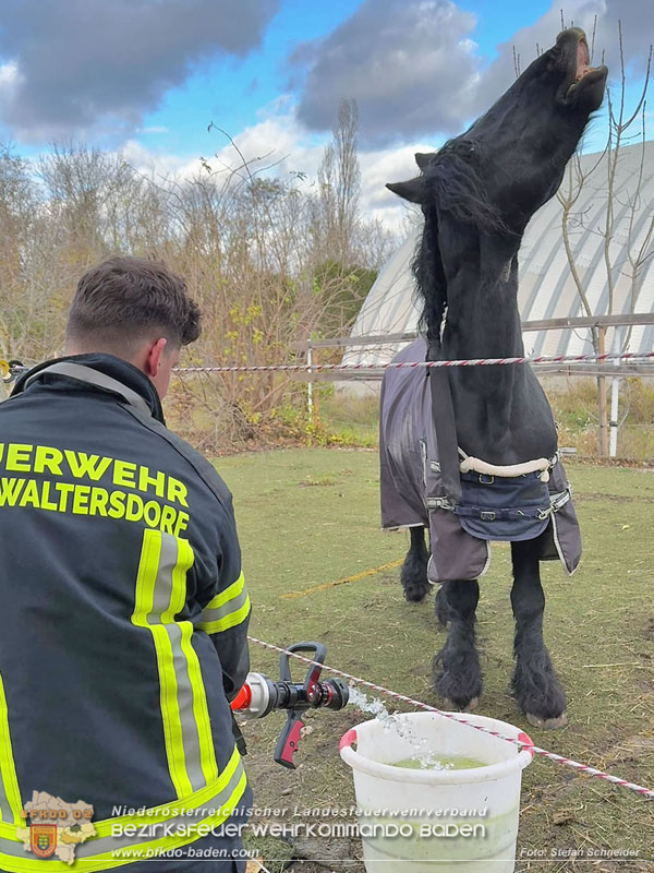 20251118_Notwasserversorgung für Pferde eines Reitstalls in Oberwaltersdorf Foto: Stefan Schneider BFKDO BADEN 20251118_Notwasserversorgung für Pferde eines Reitstalls in Oberwaltersdorf Foto: Stefan Schneider BFKDO BADEN