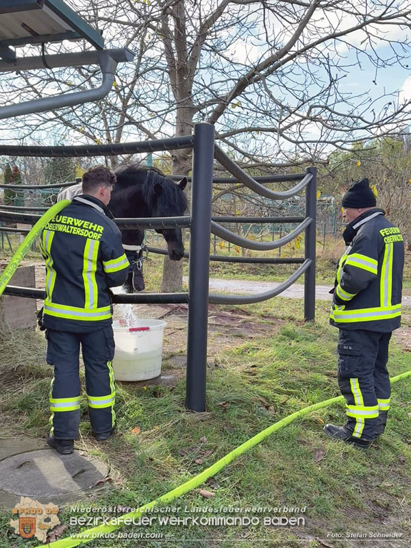 20251118_Notwasserversorgung für Pferde eines Reitstalls in Oberwaltersdorf Foto: Stefan Schneider BFKDO BADEN 20251118_Notwasserversorgung für Pferde eines Reitstalls in Oberwaltersdorf Foto: Stefan Schneider BFKDO BADEN