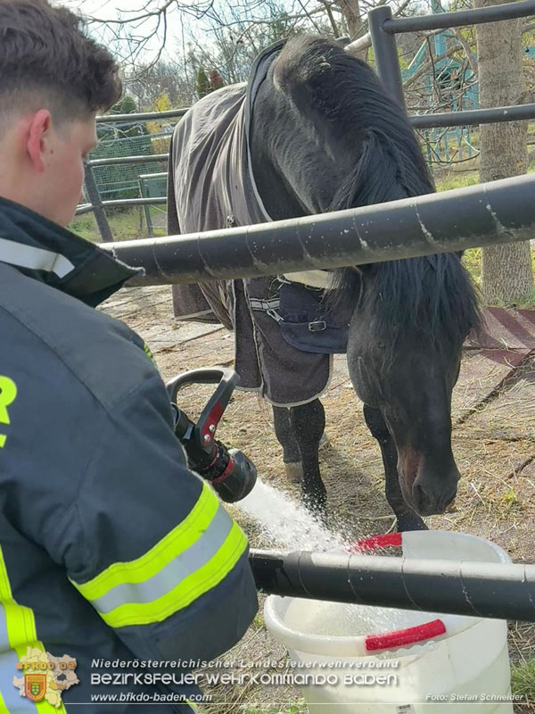 20251118_Notwasserversorgung für Pferde eines Reitstalls in Oberwaltersdorf Foto: Stefan Schneider BFKDO BADEN 20251118_Notwasserversorgung für Pferde eines Reitstalls in Oberwaltersdorf Foto: Stefan Schneider BFKDO BADEN
