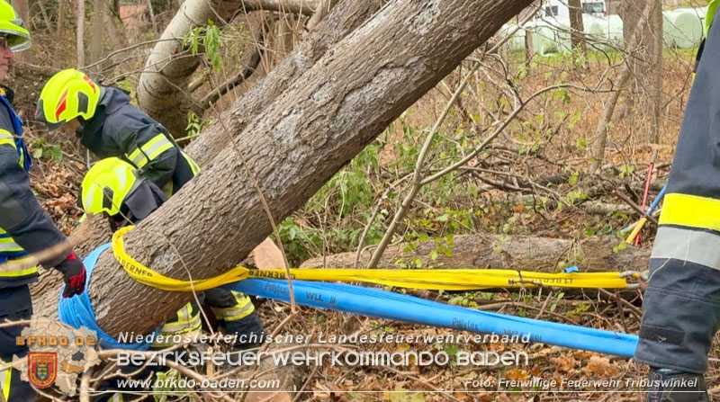 20251127_Person in Tribuswinkel unter Baum eingeklemmt - Feuerwehr kann Mann retten   Foto: Thomas Rsach FF Tribuswinkel